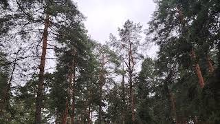 видео: Стоит ли нищему стараться быстро разбогатеть? картинка: Стоит ли нищему стараться быстро разбогатеть?