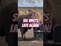 Camel's Epic "who is forever late?" Stare 🐪😂 #funny #animals #camel
