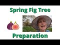 Fig Trees Spring Prep