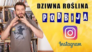 Dziwna roślina podbija Instagram [REUPLOAD] | NEWSY BEZ WIRUSA | Karol Modzelewski