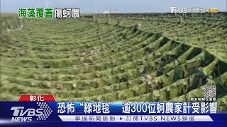 恐怖「綠地毯」 逾300位蚵農家計受影響｜TVBS新聞 @TVBSNEWS01