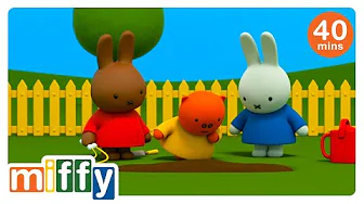 Will it grow? | Miffy | Cartoons for kids