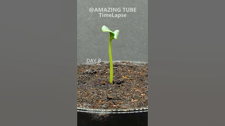Growing Watermelon From Seed - DayDayNews