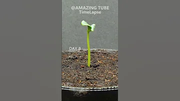 Growing Watermelon From Seed