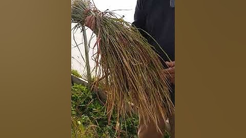 Rice Harvest and Seed Saving (Part 1)