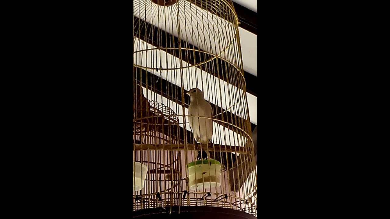 Jalak Kapas Gacor Punya May Youtube