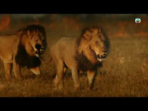 森林女王｜《新聞女王》由辦公室鬥到入森林原野 上演最原始生存之道｜《新聞女王》演員馬國明、高海寧、何依婷、鄧智堅、龔慈恩、王敏奕、郭柏妍、何廣沛、陳曉華粵語配音｜Serengeti野生動物紀錄片