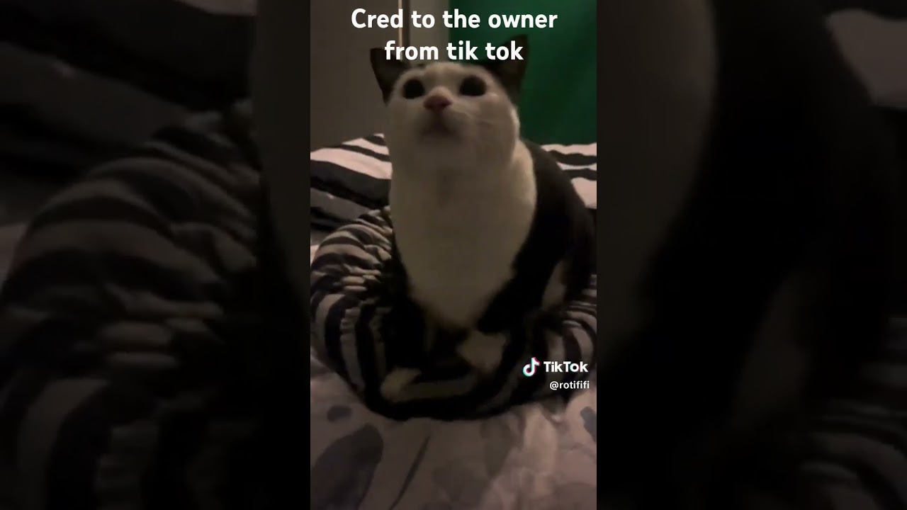 The cat that I want: 