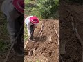 菌ちゃん農法で予想を遥かに超えた驚きの結果に！