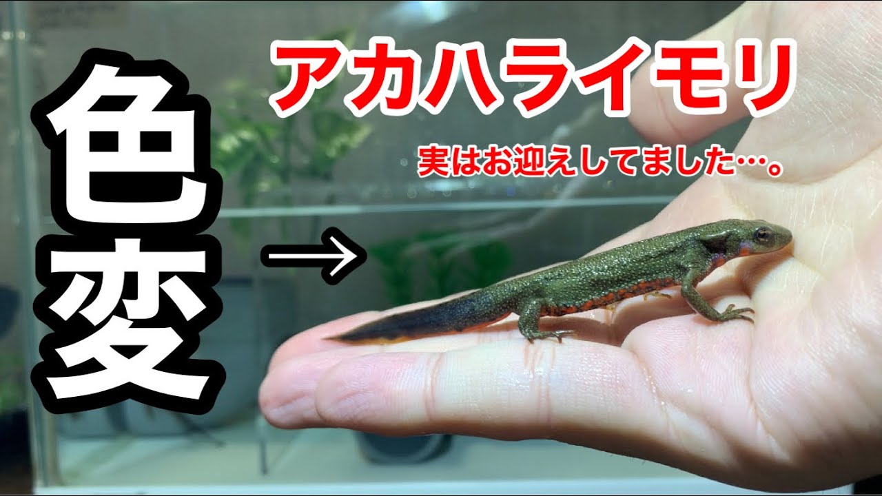 生き物飼育 色が変わってるアカハライモリをお迎えしました 年内最後のお迎え報告 Youtube