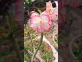 multipetal adenium #beautiful  flowers  #ytshorts #greenrooftop  #shorts #nature @flowerslover2602