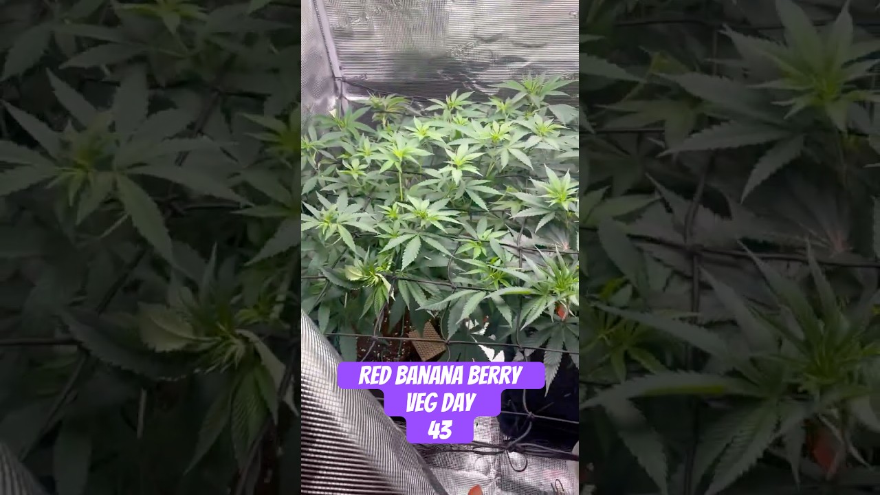 Red Banana Berry Strain VEG Day 43  