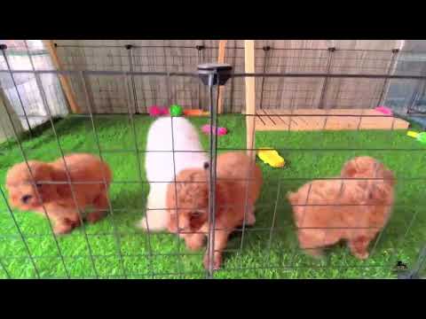 Video Poodle nâu yếm trắng - Gò vấp tphcm - youtube