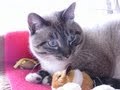 【Jean 0037】ジャンくんが鳴いた！初めてのニャー　元野良猫でシャーしか言わなかったのにね