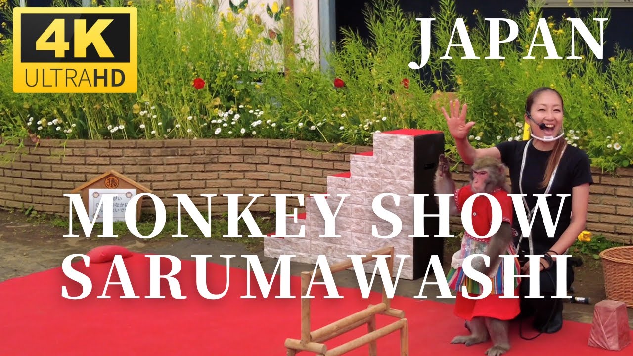 Monkeys show at Chiba - JAPAN[4K] | 日本伝統芸能猿回し 佐倉ふるさと広場2022 - YouTube