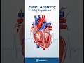Heart Anatomy in 30s | 3D Medical Animation Explained #short
