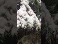 В Києві перший сніг ❄️