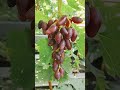 ГРЕЧАНКА!!!🍇🍇🍇 ИНТЕРЕСНЫЙ ГИБРИД ОТ ЧУЛКОВА!!! Telegram, WhatsApp и Vlber +79528500417.