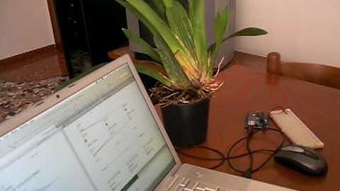 First experiments about plant