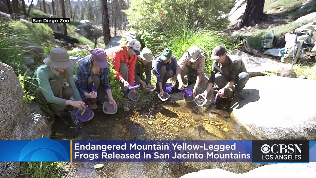 Endangered Mountain Yellow-Legged Frogs Released In San Jacinto Mountains After Nearly Being Wiped O