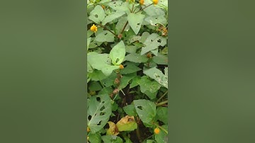 Cây hoa cúc áo chữa đau răng, trị nấm đầu