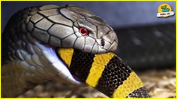 🌍 Chuyện Gì Sẽ Sảy Ra Nếu Thả Rắn Cạp Nia Vào Chuồng Của Hổ Mang Chúa