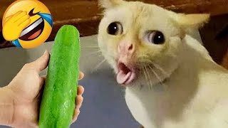 funniest cats funny videos 😂🤣 | try to hold your laugh 😹😼 | berry straw🍓