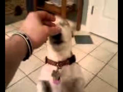 Blind dog trick