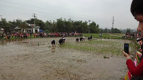 Xuống đồng thi cấy lúa Lễ hội lồng thồng Bủng Kham 2019 Đại Đồng Tràng Định