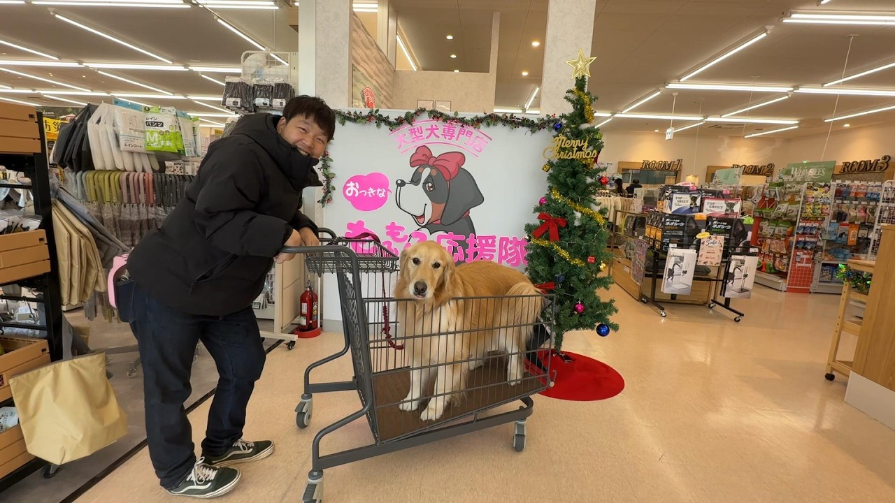 【もふもふ応援隊】大型犬専門店に行ったら、また家族が増えるところでしたw