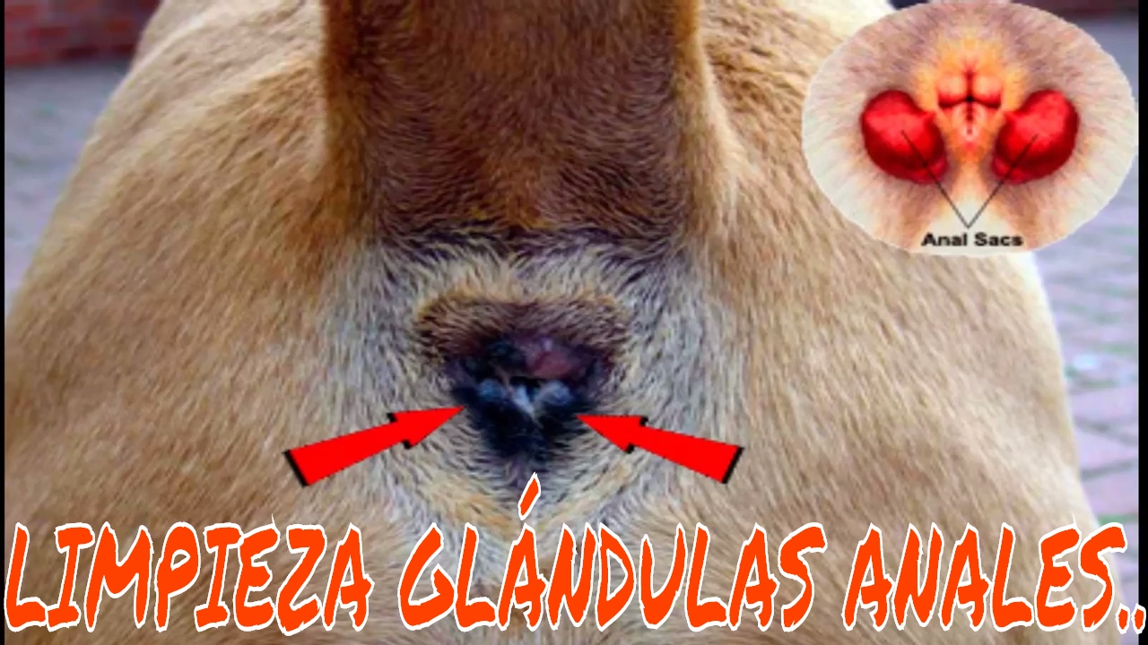 bulto en el ano de un perro