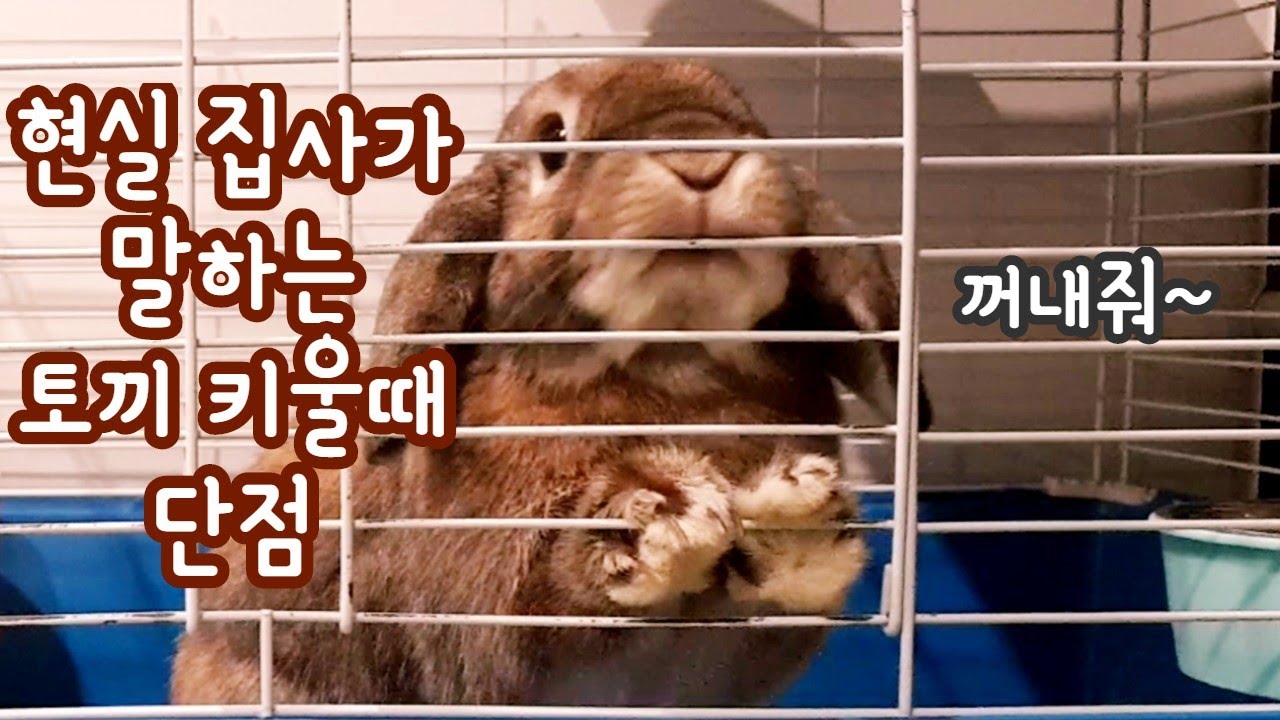 당신이 토끼를 키우면 안되는 이유 Why You Shouldn'T Get Rabbits 토끼 수명 최신