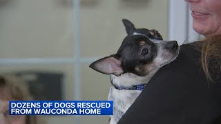 52 dogs rescued from 'horrendous' living conditions