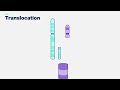 Translocation 3-D