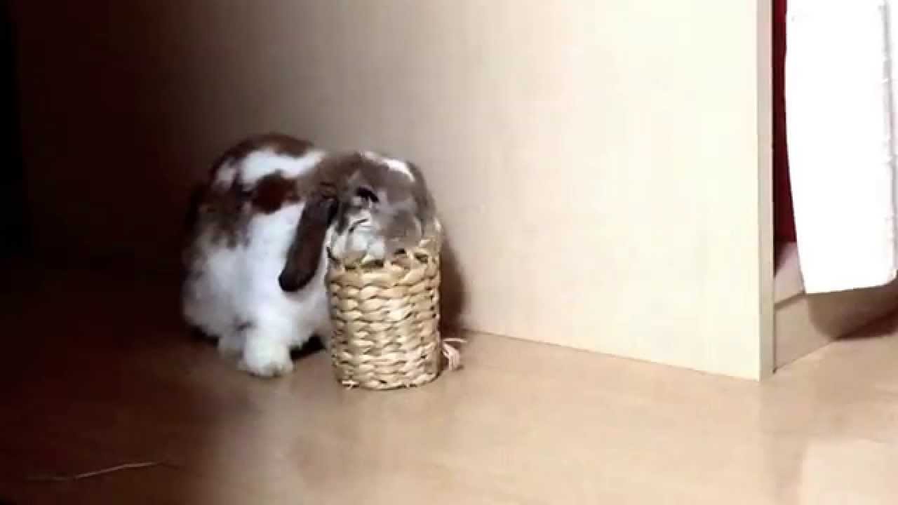 うさぎの穴掘り対策 ぷー ぷー ぷーちゃん