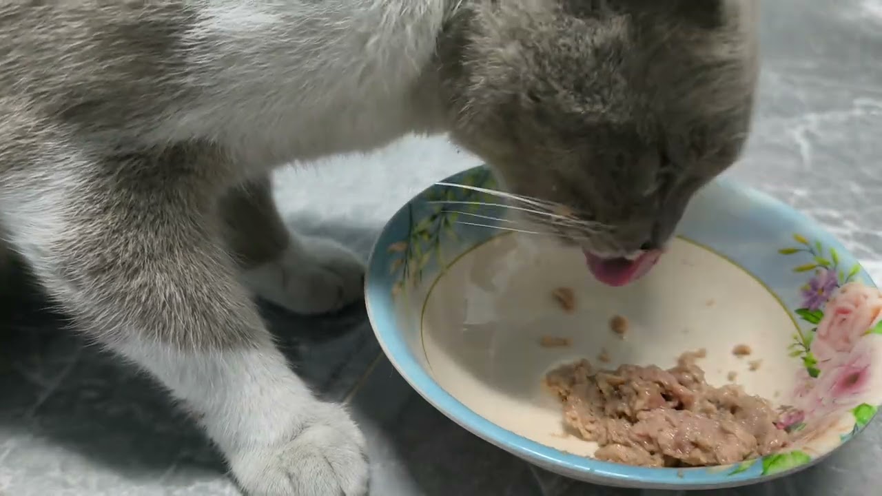 Stray Cat Enjoying a Meal on the Street#straycat #streetcat #eatingtime #catlife #catvideo