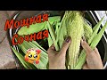 МОЛОДАЯ КУКУРУЗА 🌽 || как варить кукурузу за 15 минут🤤