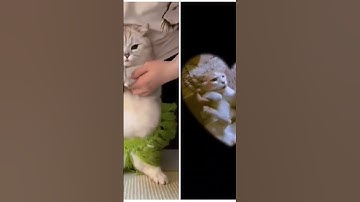 please enjoy belly shaking from Egypt cat gesture dance cat forced to open business cat shaking