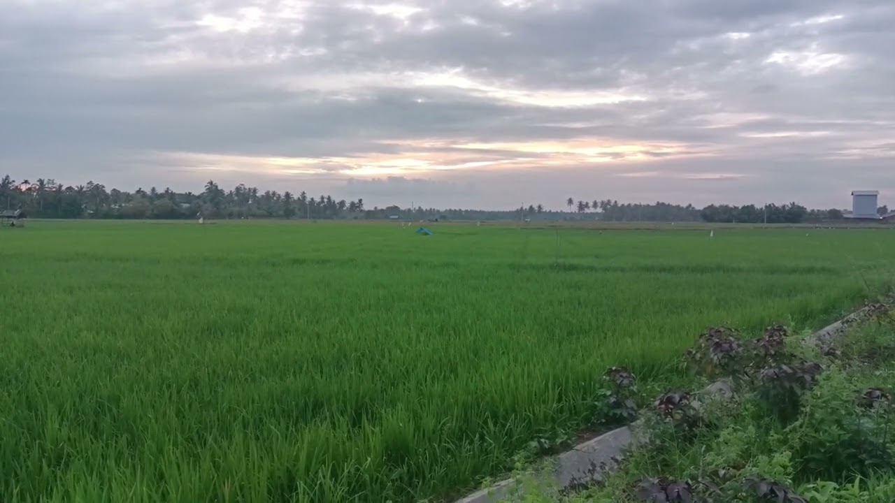 4K Ricefield Footage 