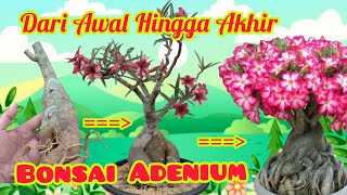 Grafting Adenium - Proses Membuat Bonsai Adenium Dari Awal Hingga Akhir