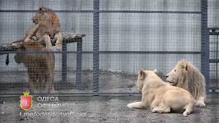 В Одесском зоопарке появился новый львятник