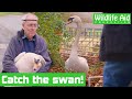 Trying to save a very ANGRY swan! - Animal rescue