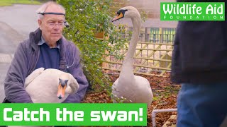 Trying to save a very ANGRY swan!  Animal rescue