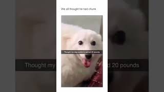 funny dogs Episode 9 | Funniest Dogs Compilation 😂🐶 | Cute &amp; Funny Pet Moments #shorts