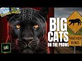 Proof of free roaming big cats  leopard and panther facts age of the big cats