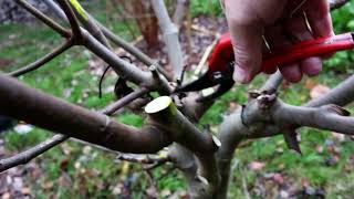 Winter pruning of a single umbrella fig tree