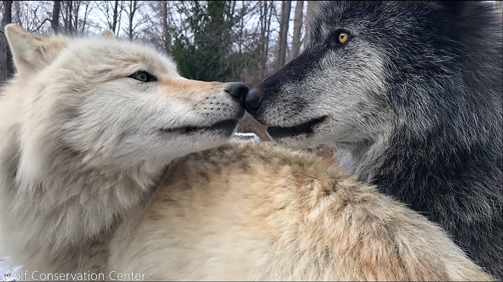 Wolves Have Annoying Little Brothers Too