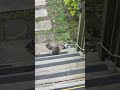 I gave this squirrel some peanuts.A won't look at the camera#shortvideos