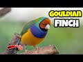 TOP Interesting Facts About The Gouldian Finch 🦜 The Beginner&#39;s Complete Guide