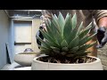 Potting a Blue Glow Agave